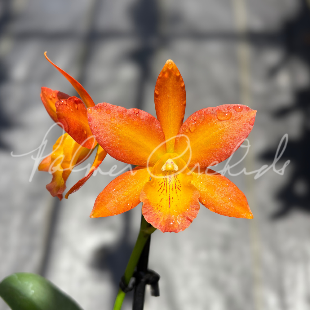Rth. Carolina Orange D'Or x Gcy. Kyoguchi — Palmer Orchids